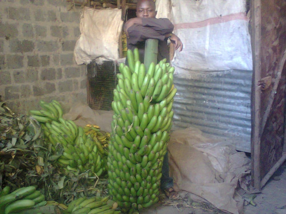 Desuckering helps Mwea banana farmer avoid mango season losses