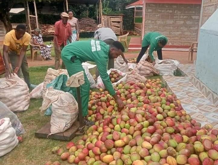 Murang’a begins fresh mango payment