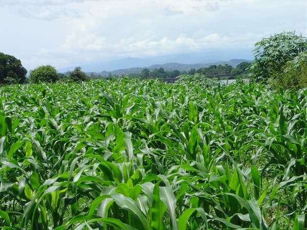 Kenya’s maize harvest hits record 70M bags, Government to buy for food reserves