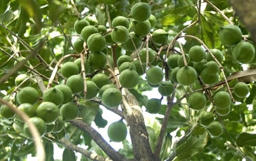 Macadamia farming, saving Nyeri residents from alcoholism