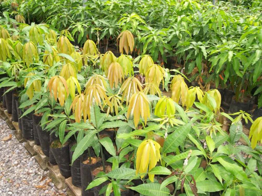Siaya banker earns Sh83, 000 a month from fruit seedlings side-hustle
