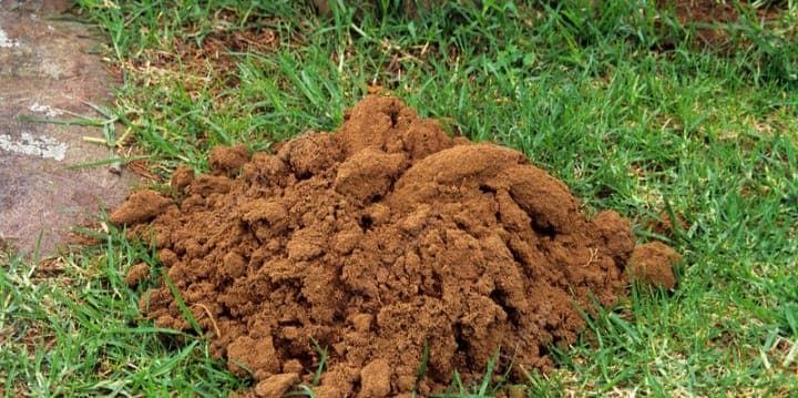 Nyeri farmer ends years of crop destruction by moles with cow slurry
