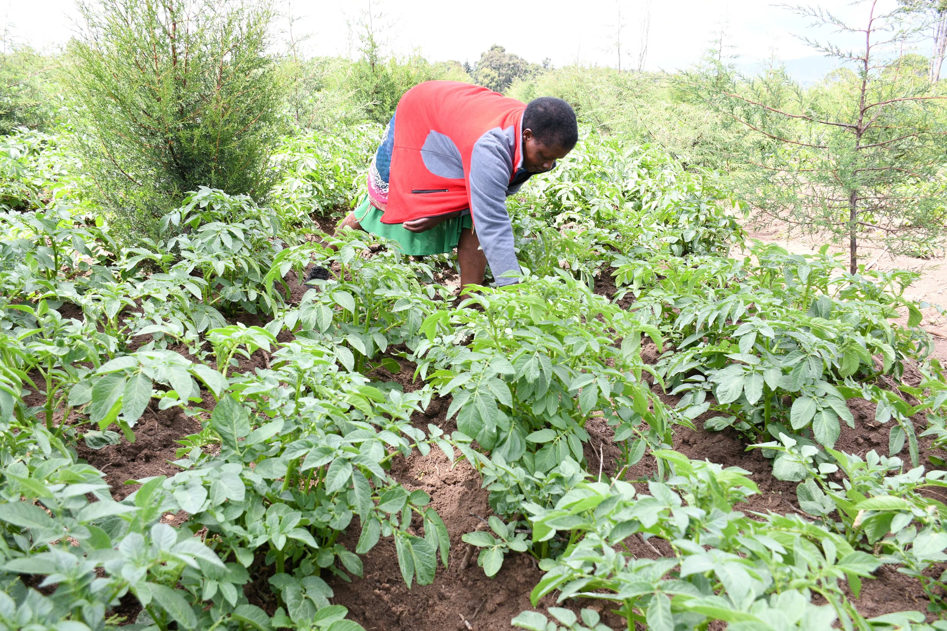 How PELIS is impacting forest restoration and improved livelihoods