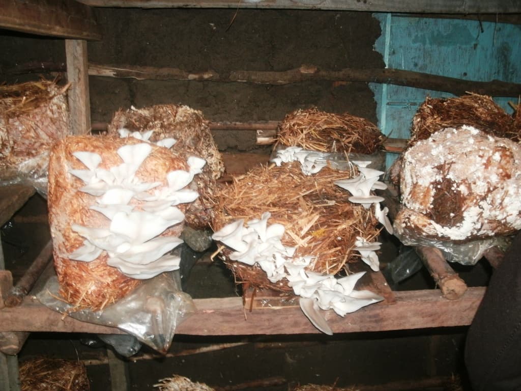 Machakos farmer to make Sh600,000 a month from mushroom farming