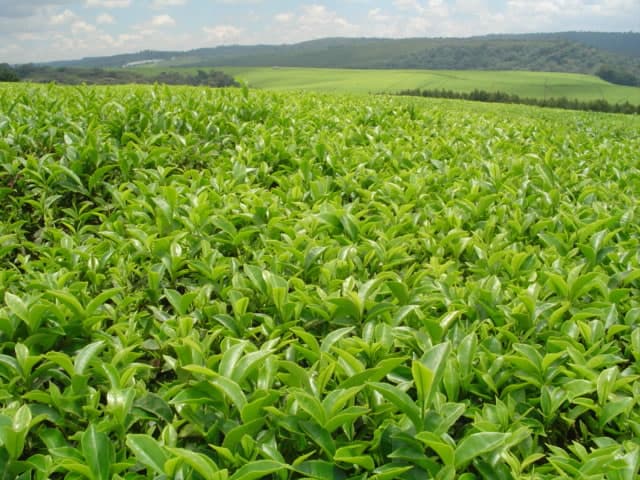 Kenya overtakes India in key black tea global markets