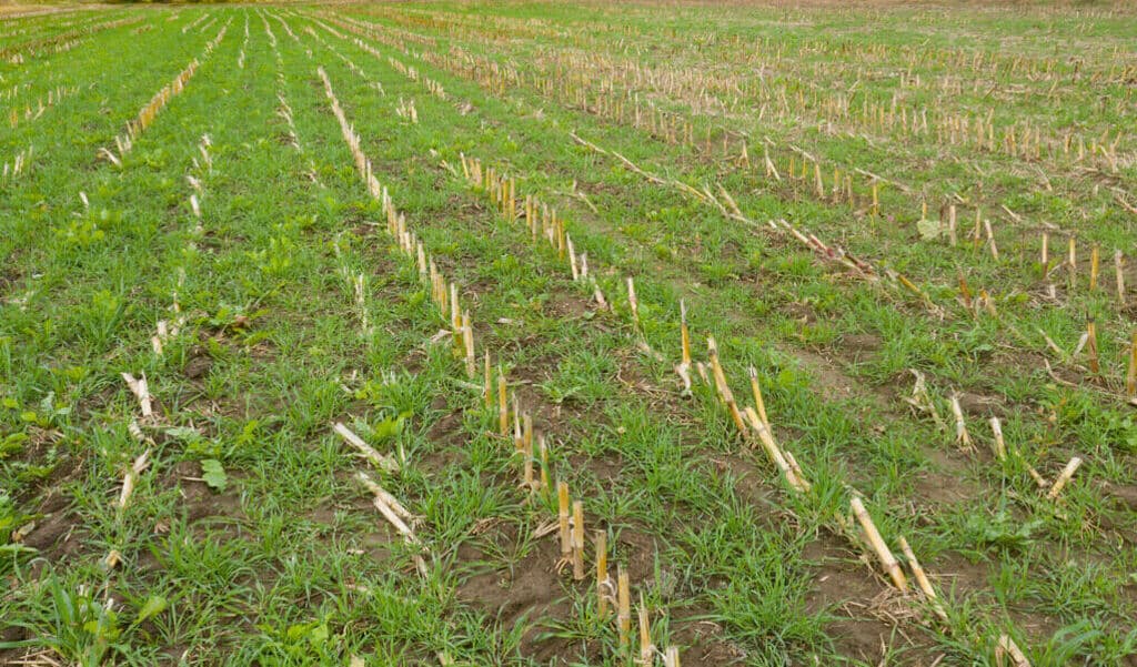 Farmers add to Africa’s drought crisis by slashing plant cover