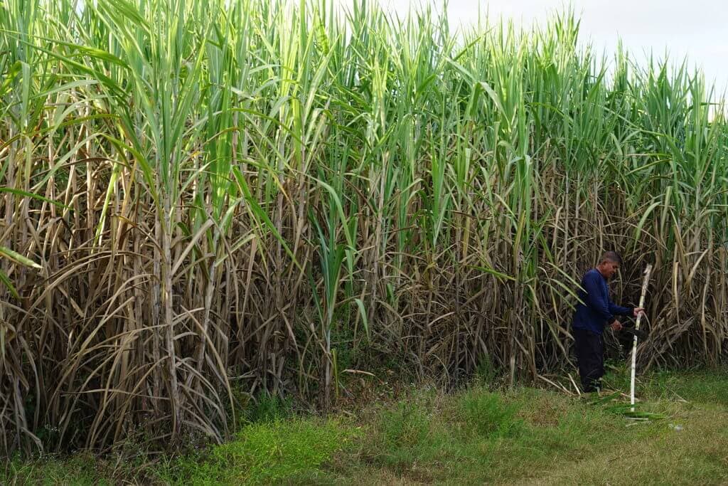 Kenya’s sugar production to increase 40% owing to historic harvest