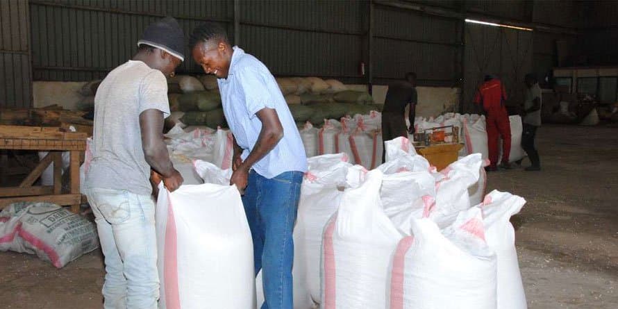 Government to buy two million bags of maize from farmers