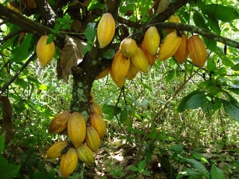 Kilifi farmers to start organic cocoa farming as an alternative crop to cashew nuts