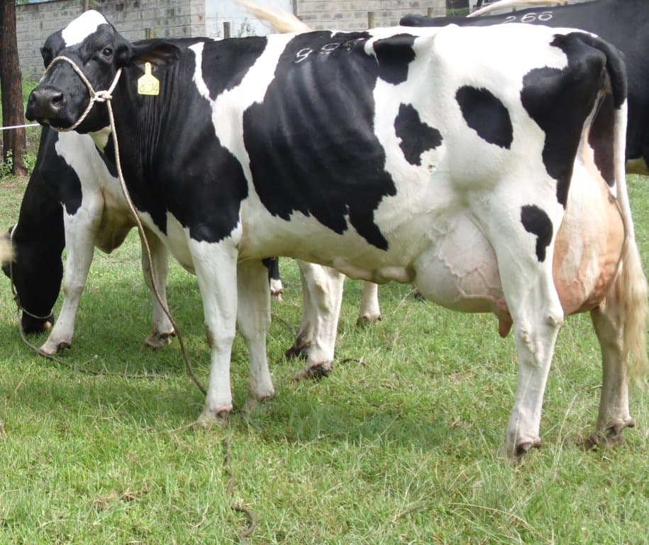 Kisii farmer manages dairy cows from Meru via mobile phone