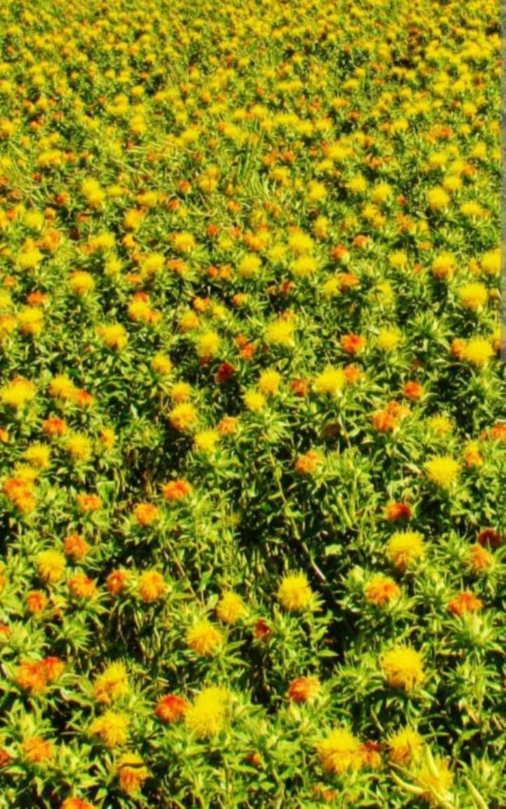 Naromoru farmers process fortunes with safflower venture