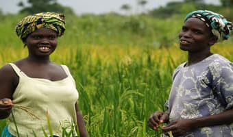 Organisation breeds rice for highlands