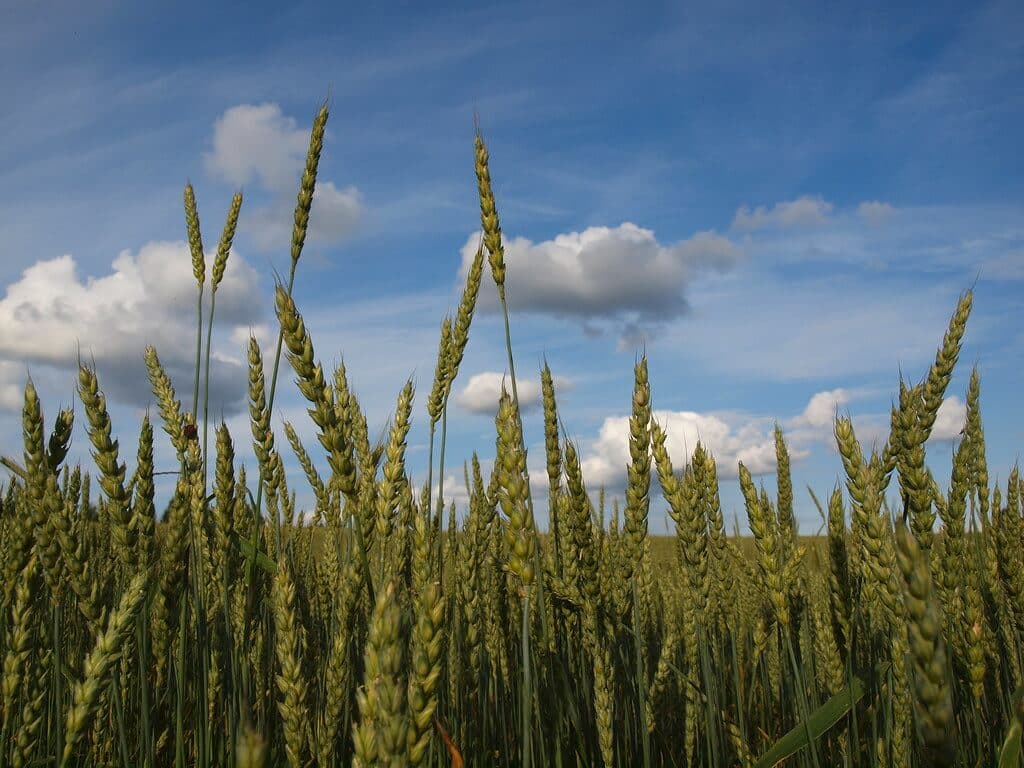 Kenya’s forgotten drought miracle answer to wheat & animal feed shortages