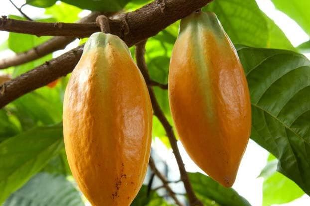 Cocoa in a world of global environmental changes – time for “uncommon collaboration”