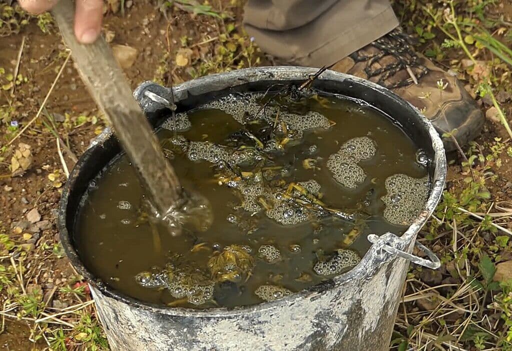 Stinging-leaves organic fertiliser increases yields 48%