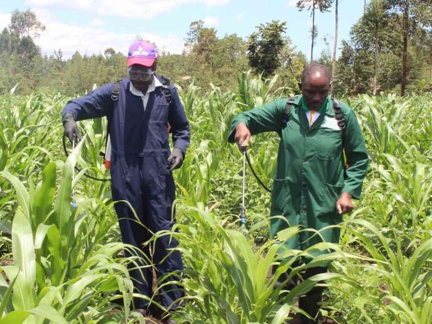 Agriculture ministry launches SMS platform to enable farmers receive Fall Armyworm alerts