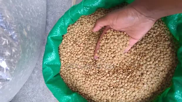 Kamande farming guide: How you can make Sh90,000 from an acre in 3 months