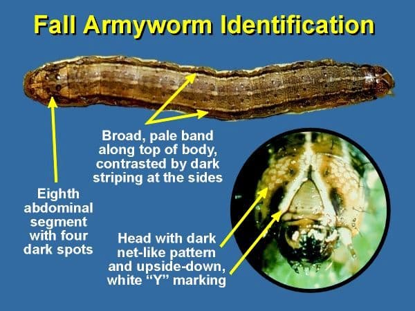 Experts meet in Nairobi to solve fall armyworm menace in Africa