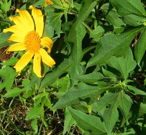 Kiambu farmer increases yields with homemade weed fertilizer