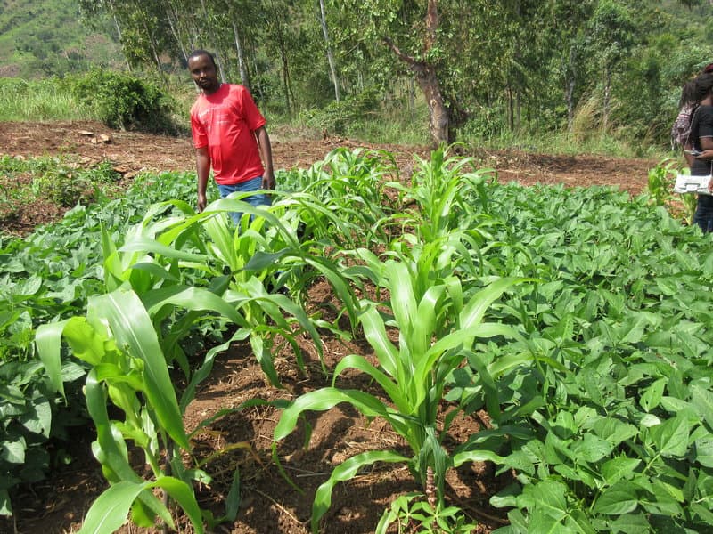 Green legume manures saves farmers Sh3200 per acre in fertiliser costs