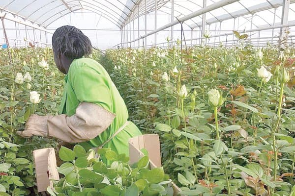 KEBS new and stringent measures causing fertiliser shortage