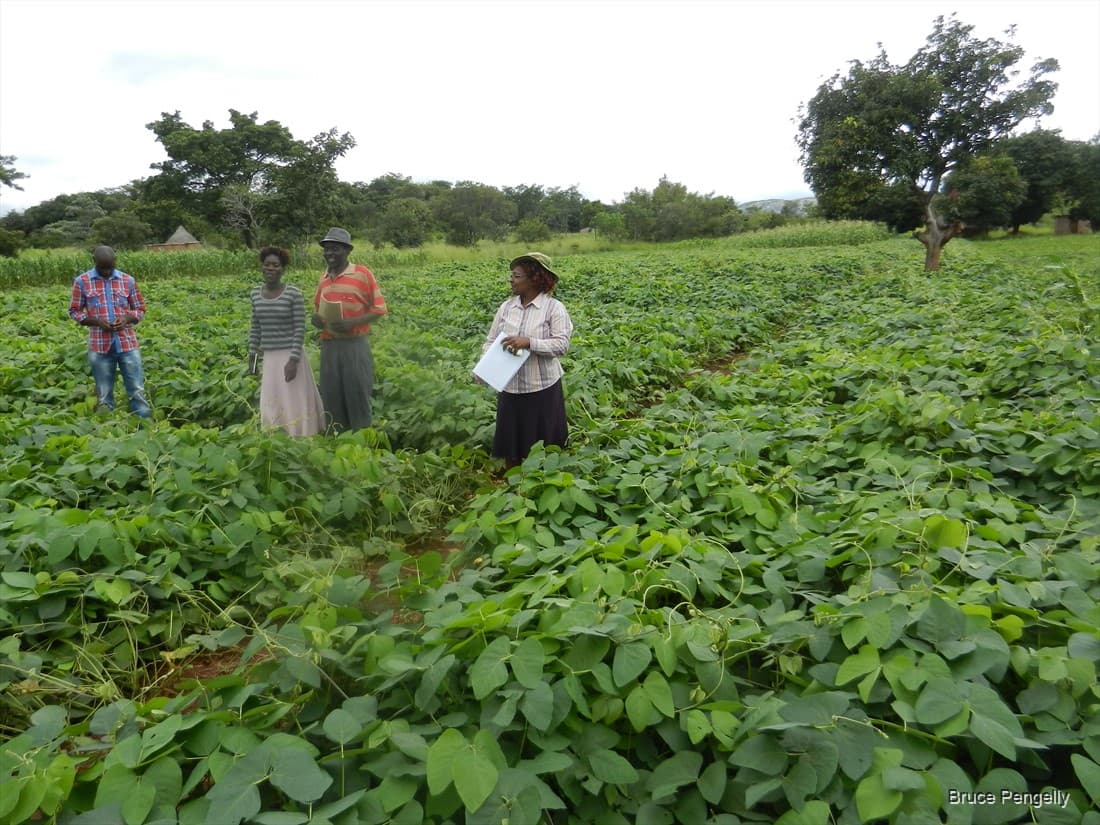 The unique bean variety helping farmers fertilize soil cheaply