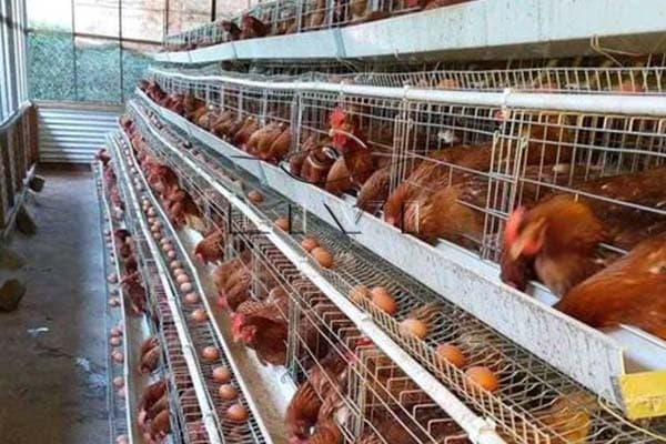 Poultry farming: How much can a first timer make from 300 layers