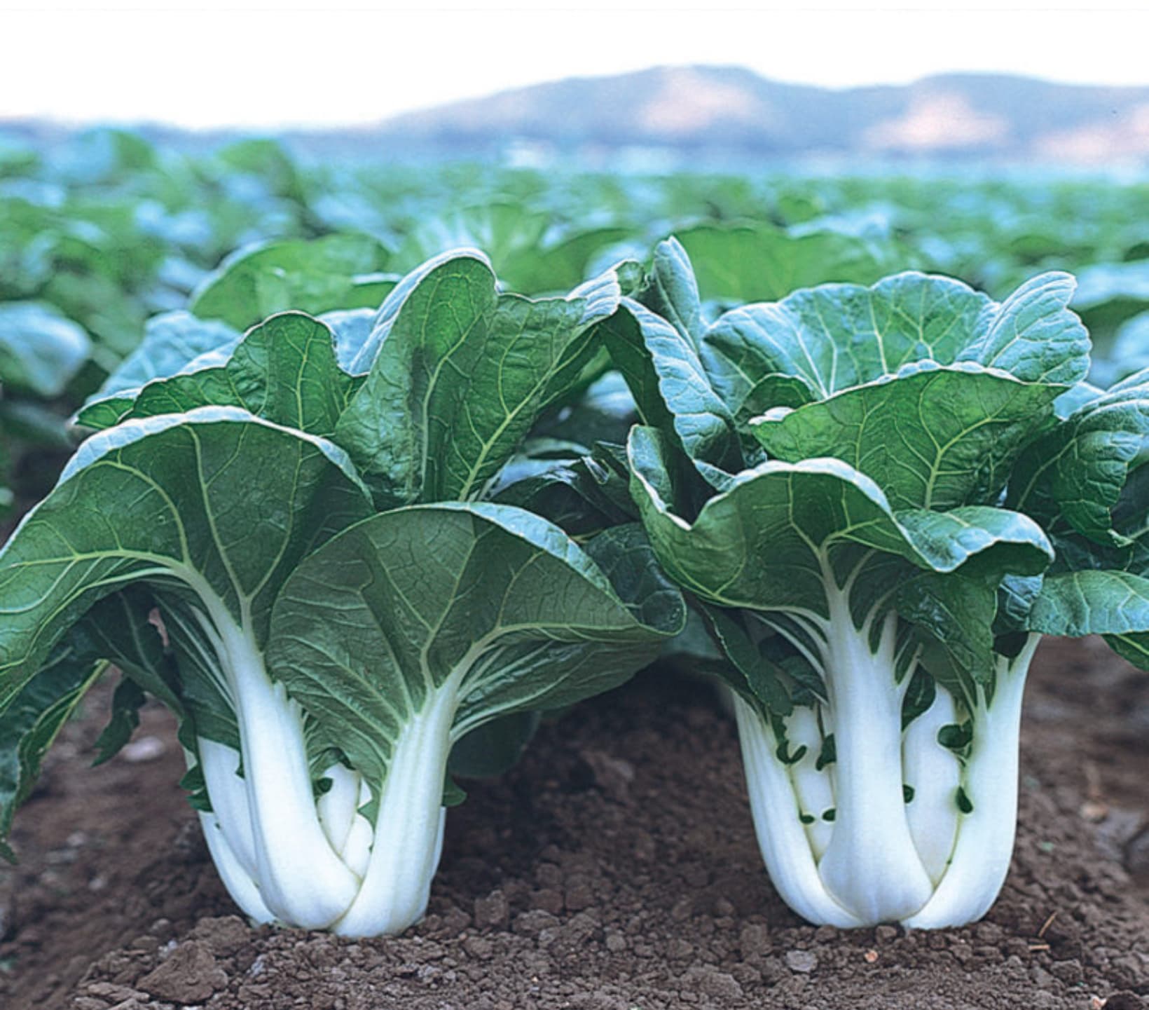 Pakchoi seed launches open 2x higher green leaf earnings