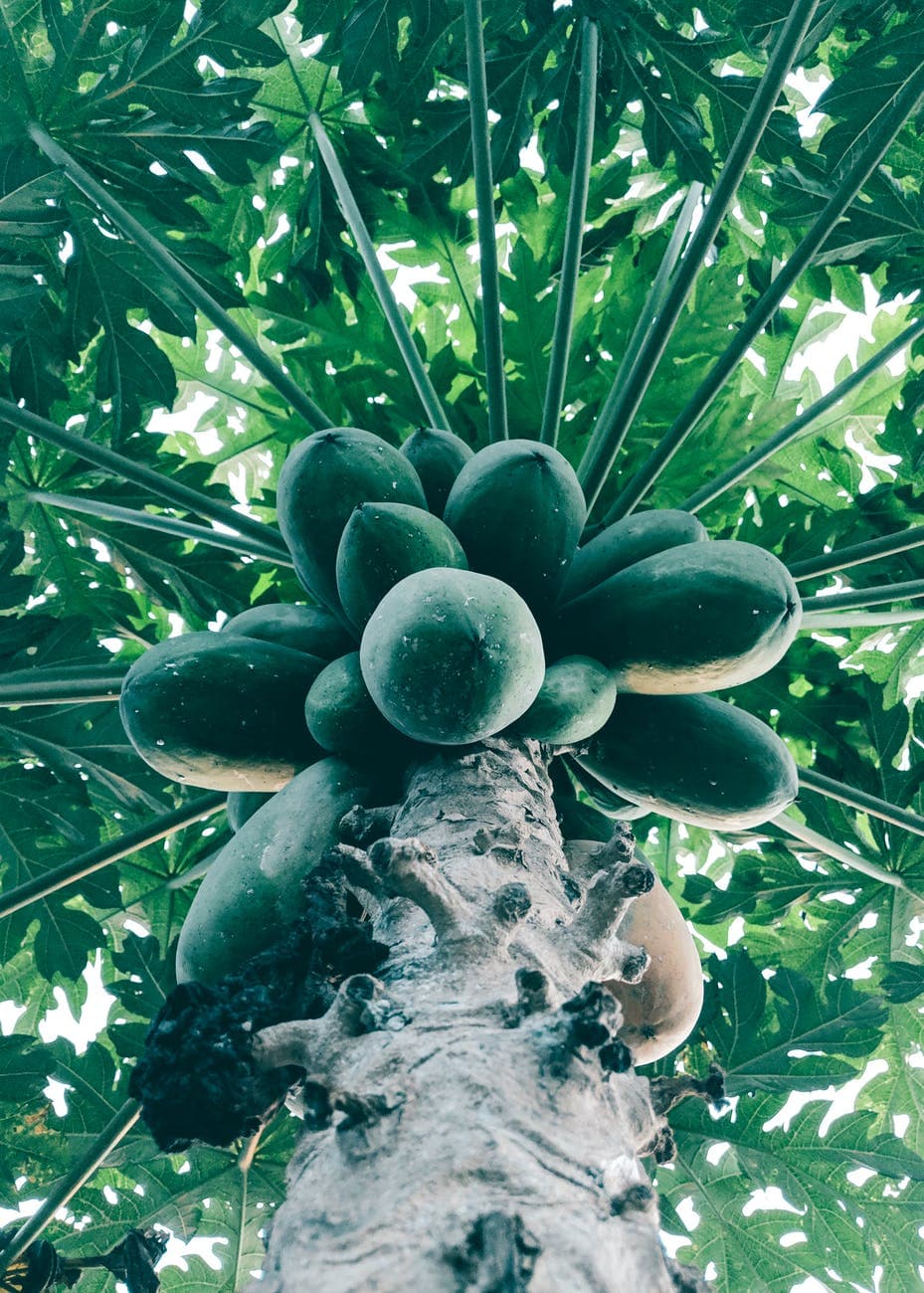 Laikipia farmer lifts pawpaw harvest 50% with cheap net coats for fruits