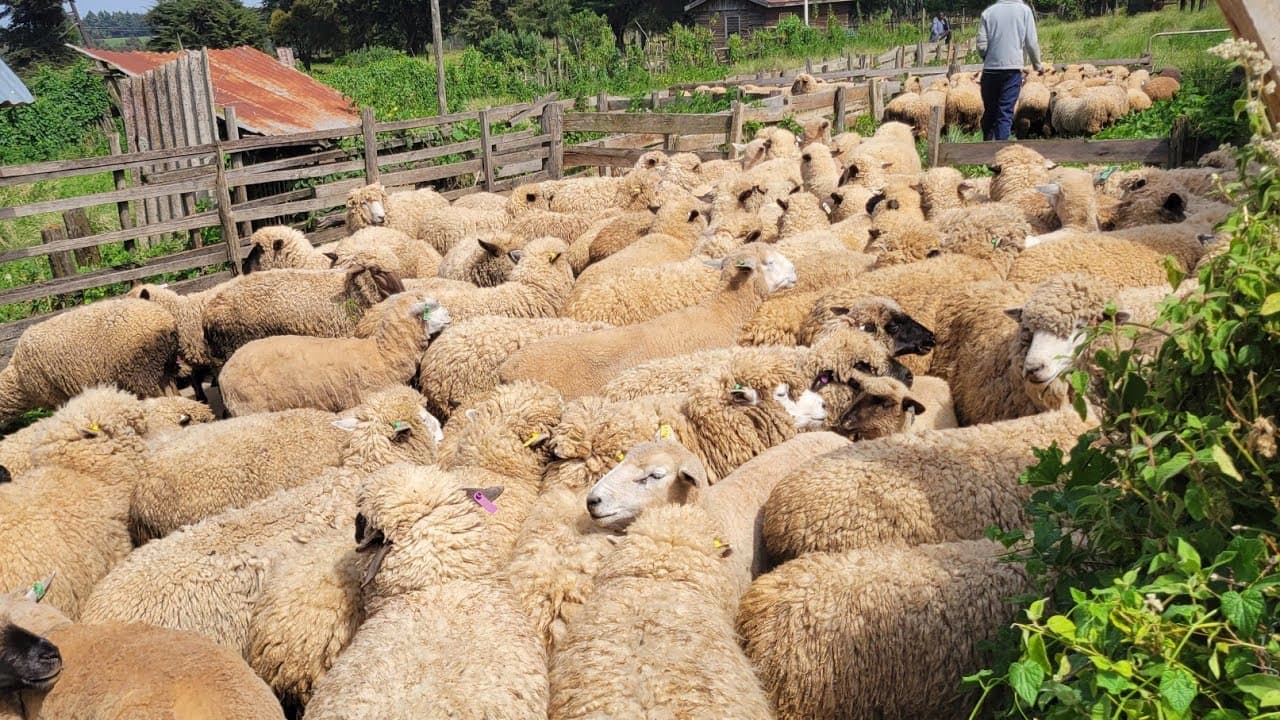 Key tips for farmers looking to venture into Sheep farming