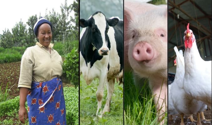 Top 10 Most Profitable Farming Ideas In Kenya