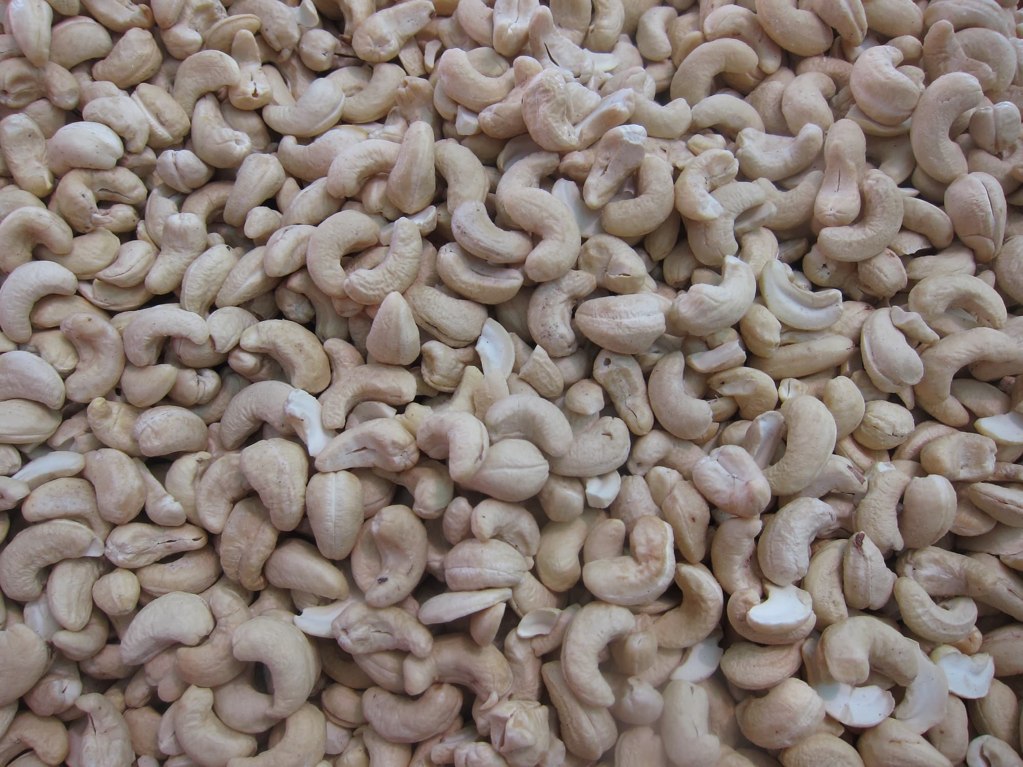 Sh1bn Vipingo factory a boon to cashew nut farmers