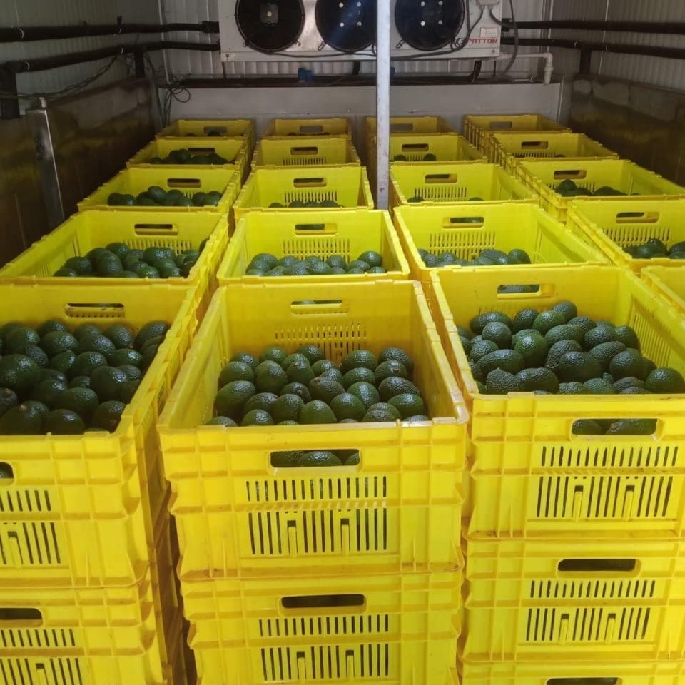 Nigeria, Kenya horticulture farmers raise incomes 20% through cold storage