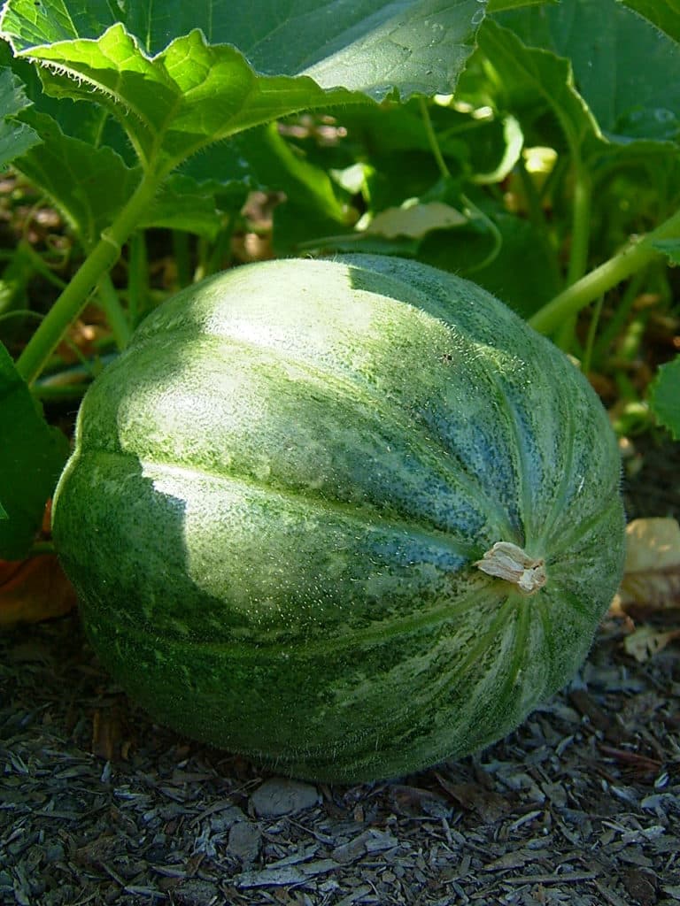 Murang’a farmers riding on Charentais Melon