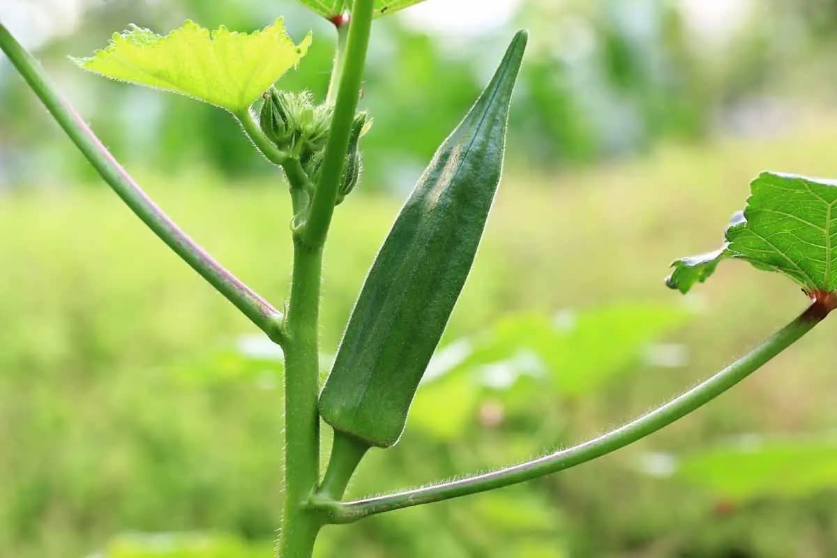 Okra seed buying guide: increasing income by 149x with seed and timing