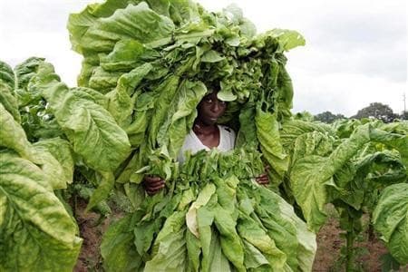 Tobacco farmers in Kenya to earn up to 4 times in export market