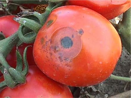 Vegetable rot cancer risk for Kenyans
