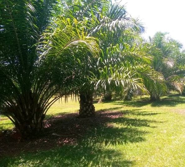 Palm oil champion organises Nyanza farmers in chase for processing factory