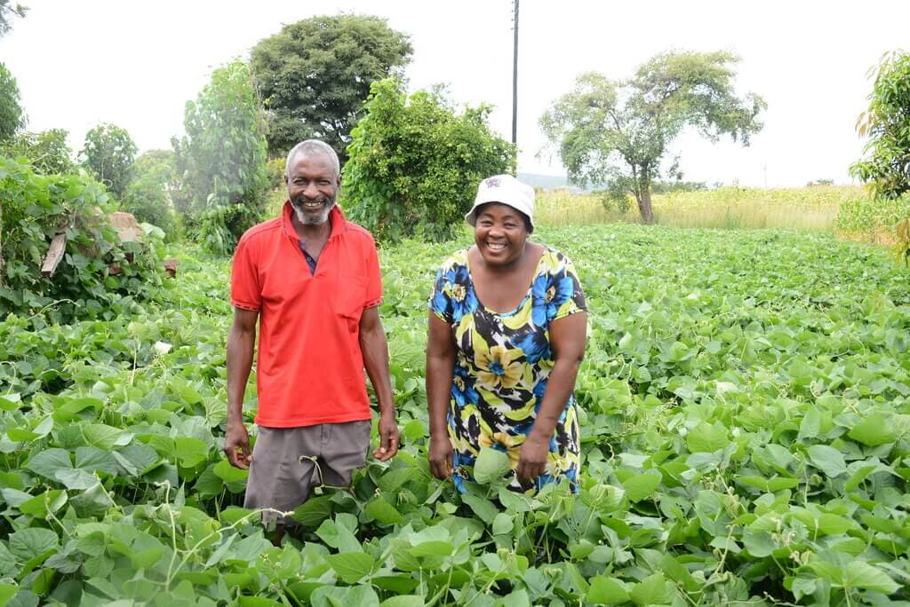 Jack beans deliver rich food and yield jump for neighbouring crops
