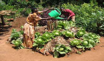 Campaign transforms war zones into kitchen gardens