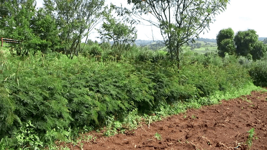 Calliandra fence a 10-year guarantee of increased milk, reduced costs for dairy farmers