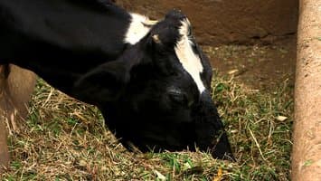 Ruiru farmer gets close to Sh100,000 insurance payout on stolen milk cow