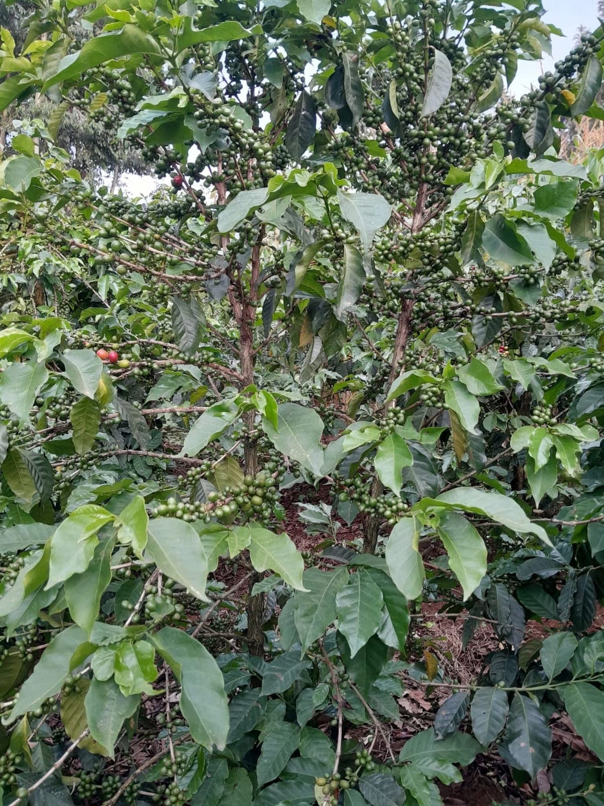 Vihiga plans to expand coffee farming programme