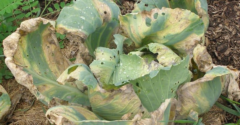Fact sheet on black rot disease in cabbage