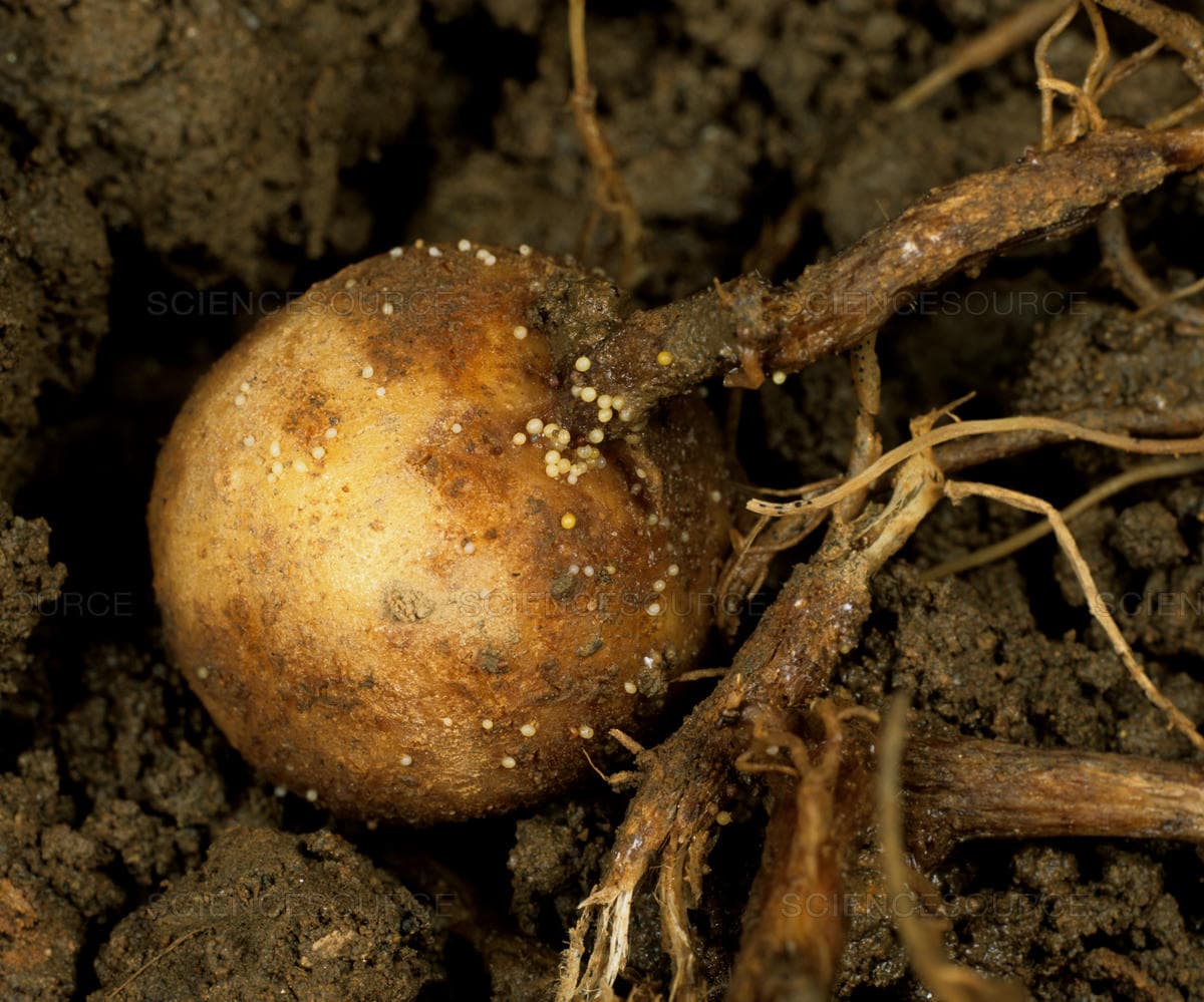 Fact sheet on controlling deadly potato cyst nematodes
