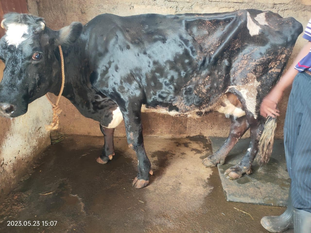 Lumpy Skin Disease outbreak intensifies across Kenya, vets call on farmers to vaccinate