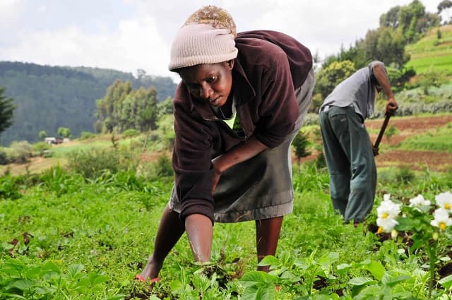 How local innovation will shape Africa’s food security