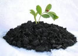 FarmBiz TV:Biochar organic fertilizer gives 50% to 70% yield increase