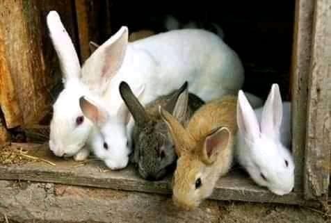 Nairobi rabbit buyer recruiting 2000 farmers to meet supply shortfall
