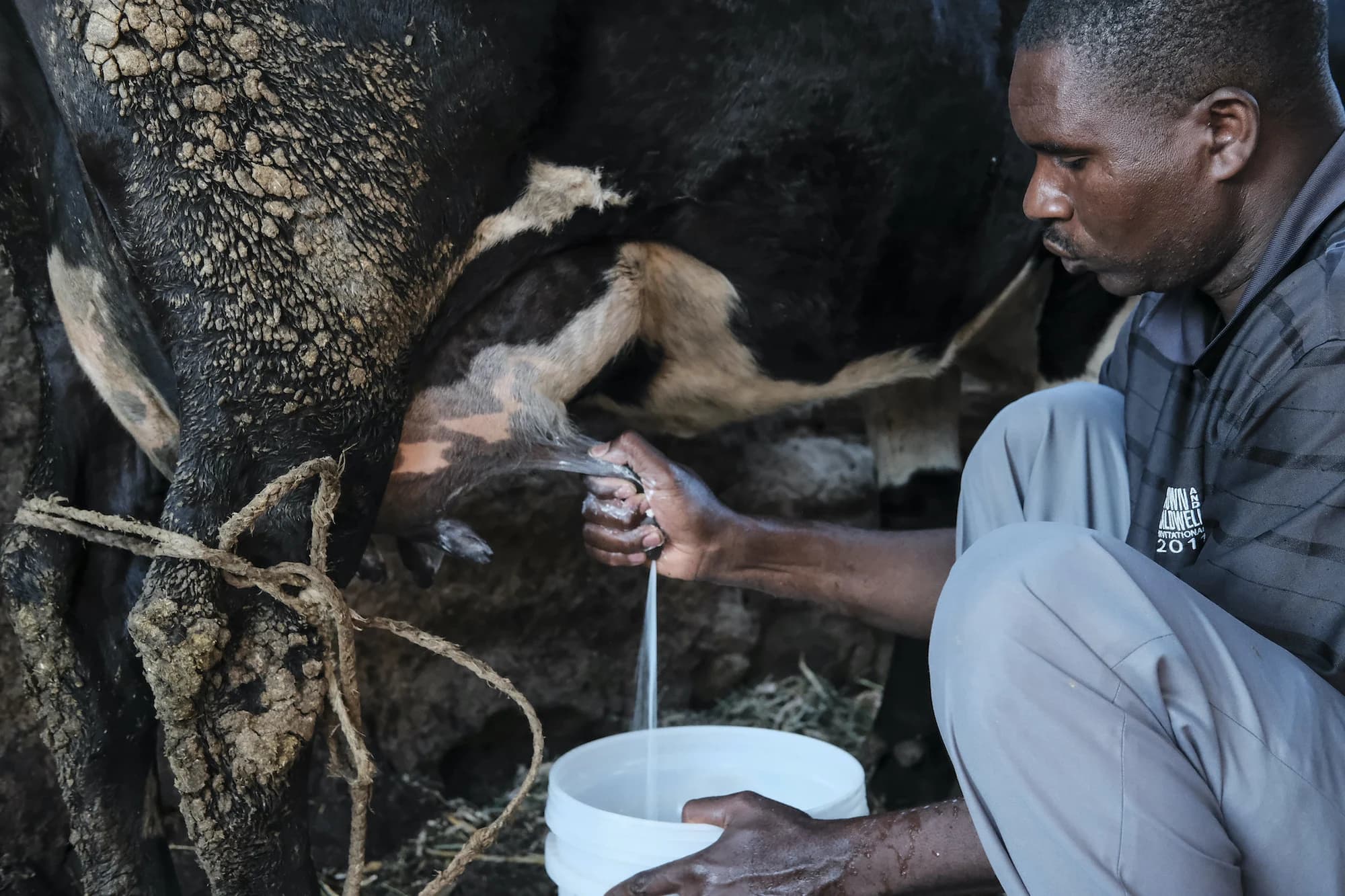 First Ever Large-Scale Climate Funding Targets Dairy Systems